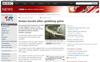 ahneella paskanen loppu | käärme syönnyt alligaattori