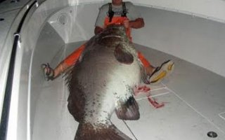 Medical Student Catches 359-Lb Grouper | Very big fish