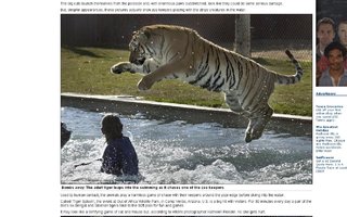 Leikkisät Bengalin ja Siperian tiikerit