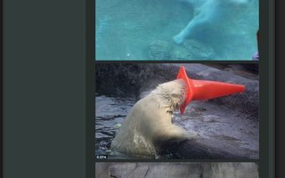 Polar Bear With Cone on his Head | Crazy bears, they can play all day.