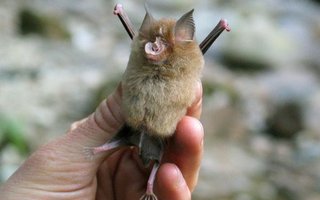 Rare African bats | I hope you’ll enjoy watching this gallery, and maybe broaden your knowledge about bats and see some rare and lesser known bat species from Africa. 