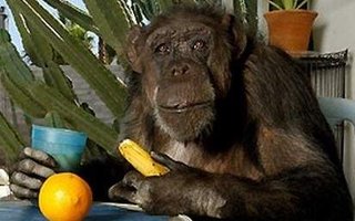 The Oldest Monkey on the Planet Turned 75 | Her name is Chita and she is the monkey that acted in the first Tarzan movie back in 1934.