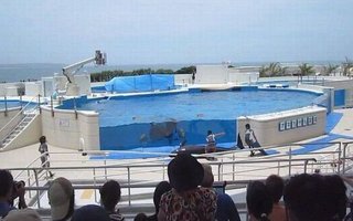 Dolphin Jumps Out of the Pool In Japan | These is really sad... Poor dolphin.