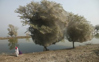 Invasion of spiders on trees in Pakistan | Since the invasion of spiders in Pakistan, where the population is still struggling with the effects of many months of last year’s floods, suddenly had a positive impact. In the country, much of which was flooded, reduced the level of malaria – a deadly d