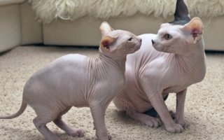Hairless cats | The first time you see a member of this hairless, wrinkled breed, your eyes may widen in surprise. Is that really a cat? While some might look askance at hairless cats, Sphynx fanciers loudly proclaim &quot;bald is beautiful!&quot;