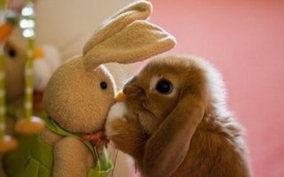 Baby animals and stuffed toys | I never met a person who doesn’t like baby animals or stuffed toys. So, this is going to be interested article