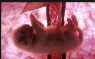 Extraordinary Animals in the Womb | :3