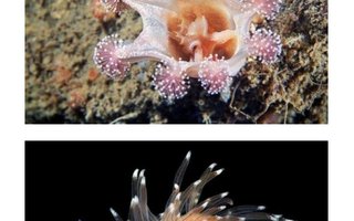 Cutest Little Sea Monsters | Deep sea also have some cute animals.