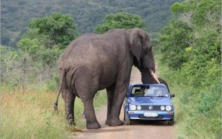 Eläimet vs Autot