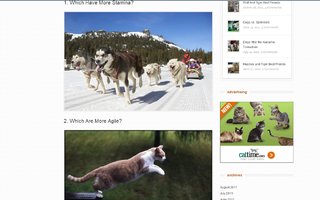 The Battle Of Dogs Vs. Cats | Since we are website about dogs, we will tell that dogs are better to be your best friend. We will show some arguments bellow and you be the judge
