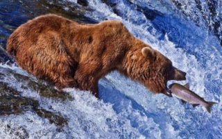 Grizzly bear is hungry | With snarls coming from their jaws, these bears look like they are ready to fight for the fish they’re trying to catch, but the salmon are so thick in the water that sometimes the grizzlies just need to be a little patient and the fish will come right to 