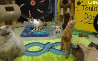 24/7 kitty cam | Ympärivuorokautista livekuvaa kissoista kissojen turvakodista.