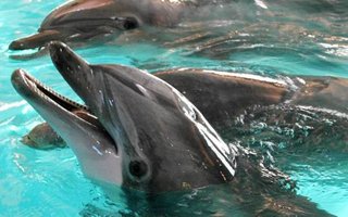 Kaksi delfiiniä kuoli huumeisiin teknobileissä