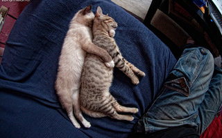 Nukkuvia kissoja | Mikään ei ole hauskempaa kuin katsoa hassuissa asennossa nukkuvia kissoja! Tätä ei ole koskaan ennen Internetseissä nähty!