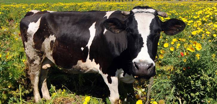 90 piereskelevää lehmää sytyttivät maitotilan tuleen Saksassa